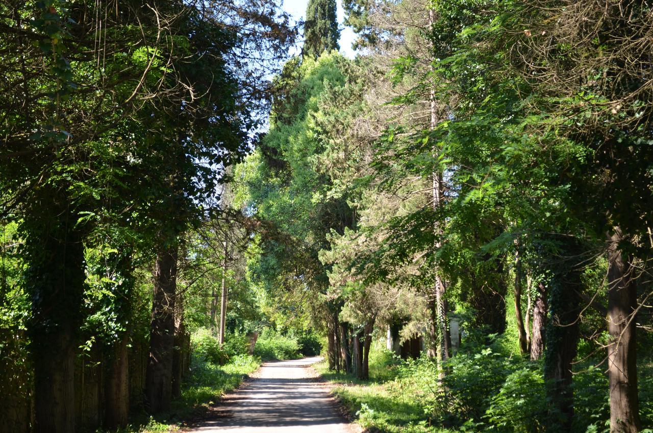 Solnechny Bereg Guest House Gudauta Dış mekan fotoğraf